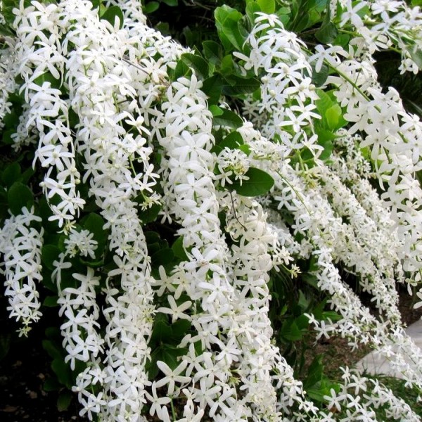 Petrea Volubilis Albiflora - White Wreath, Sandpaper vine flower Plant